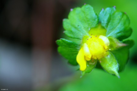 Fraise
