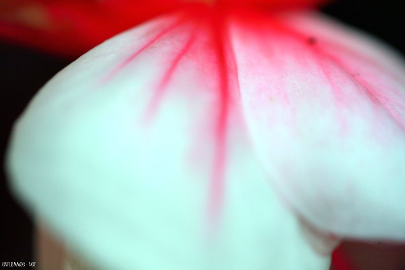 Fuchsia2-1